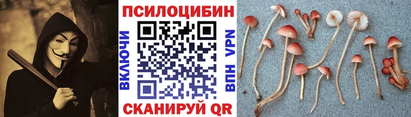 где купить наркоту  Городище  Галлюциногенные грибы MAGIC MUSHROOMS 